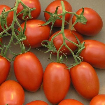 Tomato Roma Plants