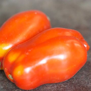 San Marzano 2 Organic Tomato - Ferme de Sainte Marthe seeds