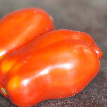 Tomato San Marzano