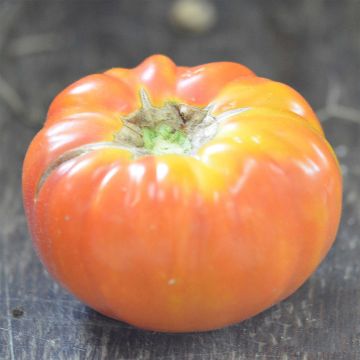 Striped German Organic Tomato - Ferme de Sainte Marthe seeds