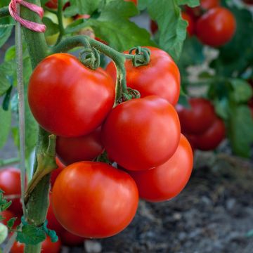 Solanum lycopersicum 'Summer Frolic' F1