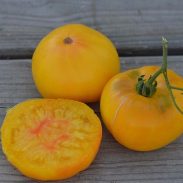 TC Jones Organic Tomato - Ferme de Sainte Marthe seeds