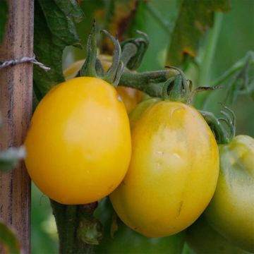 Téton de Venus Yellow Organic Tomato - Ferme de Sainte Marthe seeds