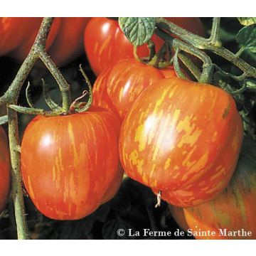 Tomate Tigrella bicolore Bio - Ferme de Sainte Marthe