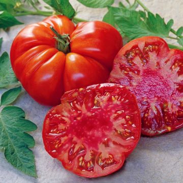 Tomate Marmande