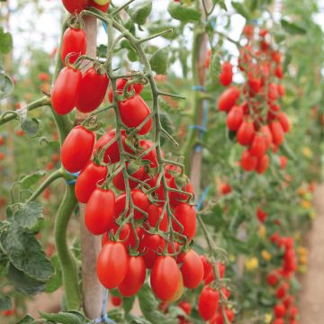 Tomato Trilly F1 Plants
