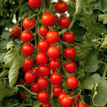 Tomato Supersweet 100 F1 in GRAFTED plants