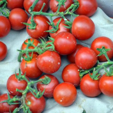 Sweetie Cherry Tomato