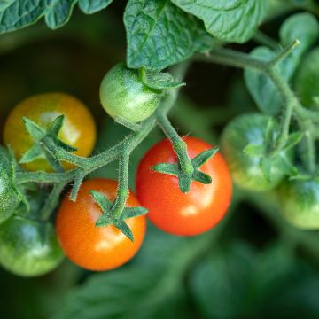 Cherry tomato