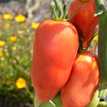 Tomato Cornue des Andes organic seeds