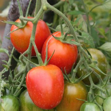 Berao Organic Tomato - Ferme de Sainte Marthe seeds
