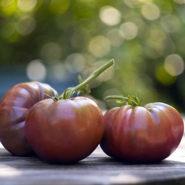 Tomato Black Crimean F1 Grafted  Plants