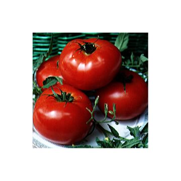 Tomato Beefmaster F1