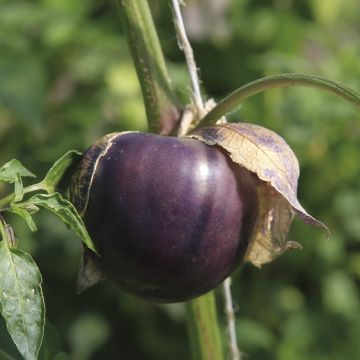 Mexican Tomatillo Purple Xtrem