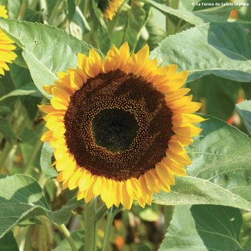 Tournesol Taiyo Bio - Ferme de Sainte Marthe