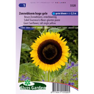 Giant Sunflower Seeds - Helianthus annuus Uniflorus Giganteus