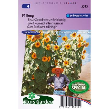 Giant Sunflower Kong F1 Seeds - Helianthus annuus