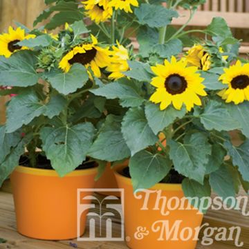 Dwarf Sunflower 'Choco Sun' - Helianthus annuus 