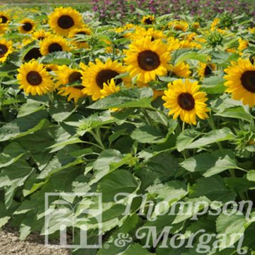 Seeds of Dwarf Sunflower 'Little Dorrit' F1 - Helianthus annuus