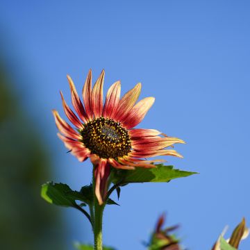 Sunflower Ms. Mars - Helianthus annuus