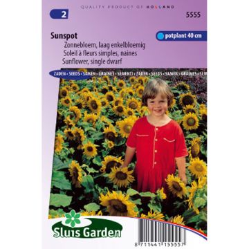 Dwarf Sunflower Sunspot Seeds - Helianthus annuus