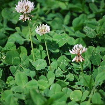 Organic White Clover - Green Fertiliser - Ferme de Sainte Marthe seeds