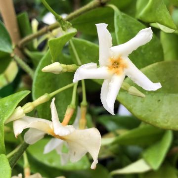 Trachelospermum Star of Toscane - Jasmin étoilé