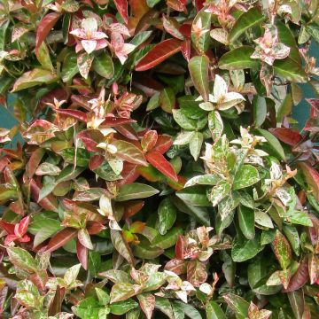 Trachelospermum asiaticum Goshiki Chirimen - Asian Jasmine