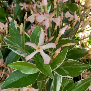 Trachelospermum asiaticum STAR OF MILANO