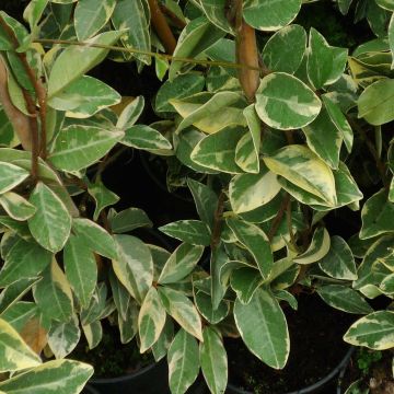 Trachelospermum jasminoides Variegatum - Star Jasmine
