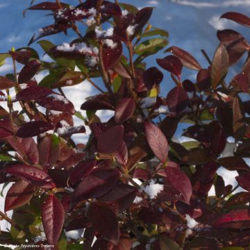 Trachelospermum jasminoides Winter Ruby - Star Jasmine