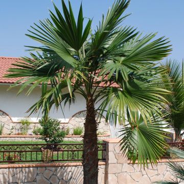 Trachycarpus latisectus - Sikkim Windmill Palm