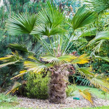 Trachycarpus wagnerianus - Dwarf Chusan Palm