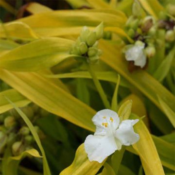 Tradescantia Angelic Charm - Spiderwort