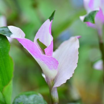 Tradescantia andersoniana Blushing Bride - Spiderwort