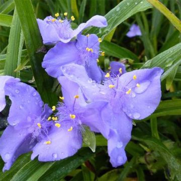 Tradescantia JC Weguelin