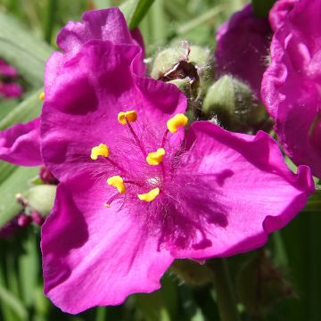 Tradescantia virginiana Brevicaulis