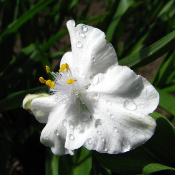 Tradescantia andersoniana Innocence - Spiderwort