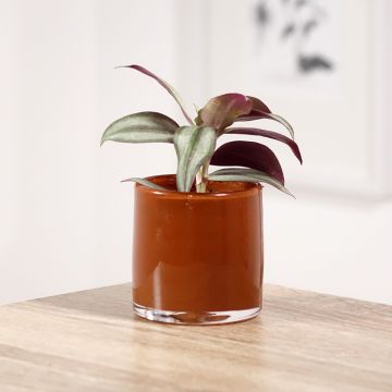 Tradescantia zebrina Pink Joy - Silver inch plant