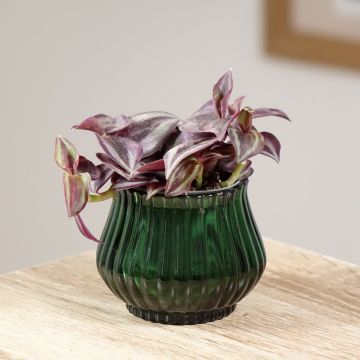 Tradescantia zebrina Purple Joy - Silver inch plant