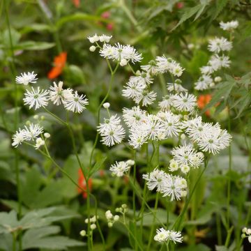 Trautvetteria caroliniensis 