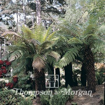 Tree Fern House & Garden Mixed glaucum