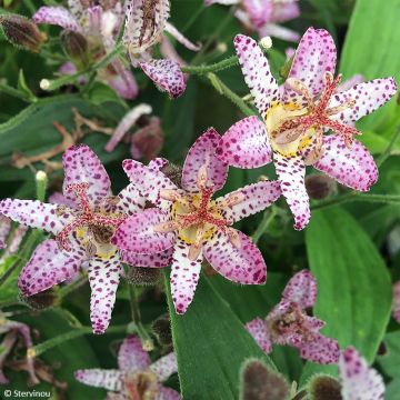 Tricyrtis formosana Pink Freckles - Toad Lily