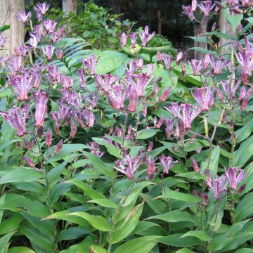 Tricyrtis hirta x formosana Sinonome