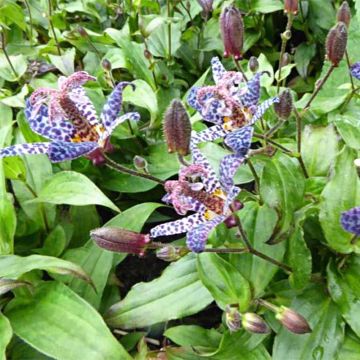 Tricyrtis formosana Dark Beauty - Toad Lily