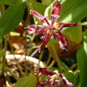 Tricyrtis hirta Raspberry Mousse - Toad Lily