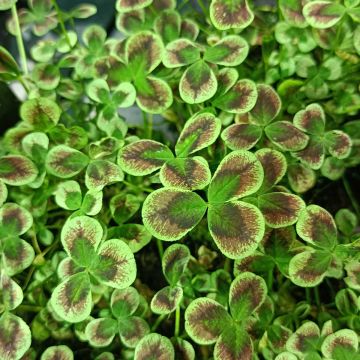 Trifolium repens Pentaphyllum - Trèfle blanc à feuilles pourpres