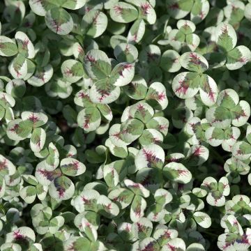 Trifolium repens Pentaphyllum - Trèfle blanc à feuilles pourpres