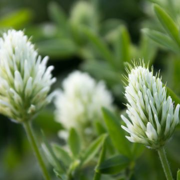 Trifolium ochroleucon - Trèfle beige