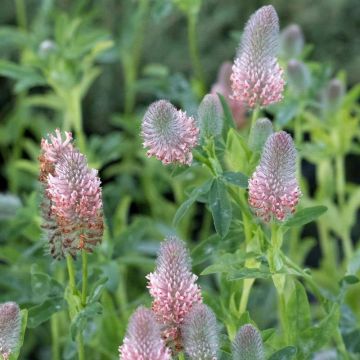 Trifolium rubens Peachy Pink - Trèfle pourpré